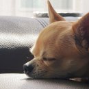 쉐프의 수제간식 이미지