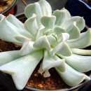 선인장 총옴 이미지 이미지