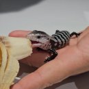 도이빠렙타일