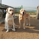 도그야 놀자 이미지