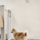 살랑애견미용실 이미지