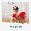 완성농장 | [포포렛 딸기농장] 춘천 딸기체험 내돈내산 후기