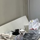 토탈애견하우스 네이버블로그