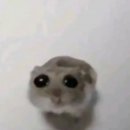 고혼 이미지
