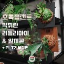 디자인안디 | [올페의 데스크테리어] 초록플랜트 박쥐란 알시콘 & 리들리 + 풀집 목부작 부작판