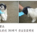 홍성군청(축산과) Daum카페