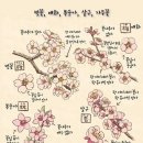 벚꽃, 매화, 복숭아, 살구, 자두꽃 이미지