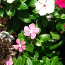 롯데백화점 앞 이미지