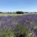 엘에이농장 이미지