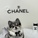 순댕이샵 이미지