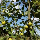 문배농장 이미지