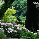 여름을 맞이하는 꽃, 수국 이미지