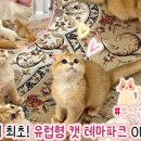 브룩스캣슬 네이버블로그