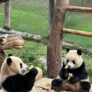 400051 | 충칭여행 판다구경 충칭동물원