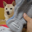 강아지 겨울산책 필수템 아이캔더 장갑 할인 구매 후기