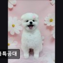 미용특공대 이미지