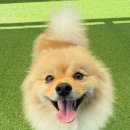 선사애견 이미지