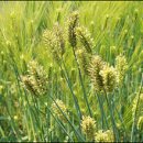 청보리축산 이미지