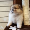 도그마루(왕십리점) 이미지