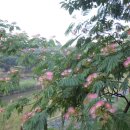 금슬좋은 자귀나무가 부채살 연분홍꽃 피워올려[뜀꾼] 이미지