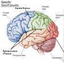 사람의 뇌가 가진 비밀, 뇌가 주름진 이유? 이미지