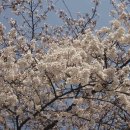 대전 시민 카페에 신탄진 벚꽃 및 축제 현장 사진을 헌정합니다... 이미지