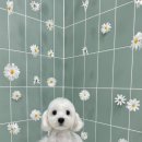 무거동 봄이네 이미지