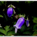 금강초롱 이미지