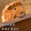 까치말진돗개농장 | 대구 하하농장 : 팔공산 아이와 실내에서 동물교감 생생후기(내돈내산)