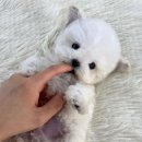 오독안심분양센터 강아지분양 고양이분양 시흥점 이미지