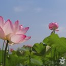 연꽃테마파크 이미지