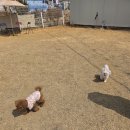 멍스 | 영종도 을왕리 "더멍스" 애견카페 내돈내산 후기