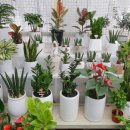 은하꽃집 이미지