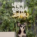 강화도 멍숲 실내무인강아지운동장 멍실 이용후기