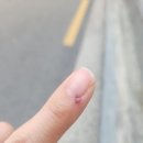 네일드빈치