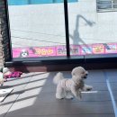 본유치원 | 울산애견유치원 보내본 후기, 삼산동에서 만족한 하루 케어