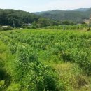 지동농장 이미지