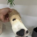 베베몽몽 이미지