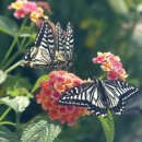 꽃과 나비 이미지