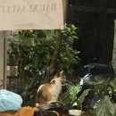 V호스텔 | 달랏 미친 가성비 호스텔 &lt;john cafe and beer&gt; 그리고 스쿠터 대여 + 초보 경험기