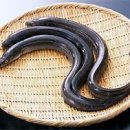 장어의힘 이미지