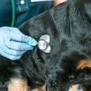 소랑동물병원 이미지