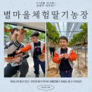 지한농장 | [+1411] 별마을체험딸기농장_4살 아기랑_딸기따기체험