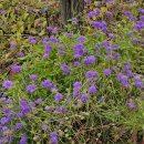 1009 층꽃나무 Common bluebeard 이미지