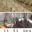 접수용 고욤나무묘목 복숭아4종류접, 정원수 이미지