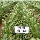유채인력 이미지