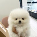 청주강아지분양 바른펫 후기 분양 전후 철저한 관리로 믿고 맡길 수 있는 이유