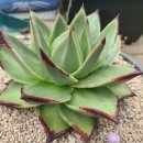 봉황슈퍼 이미지