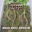 한국산양산삼협동조합 | 바른삼연구소 국내산 프리미엄 8년산 산양삼, 장뇌삼 환갑 선물로 추천