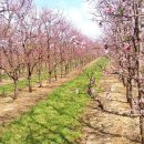 매화농장 이미지
